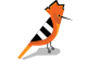 Hoopoe-Logo